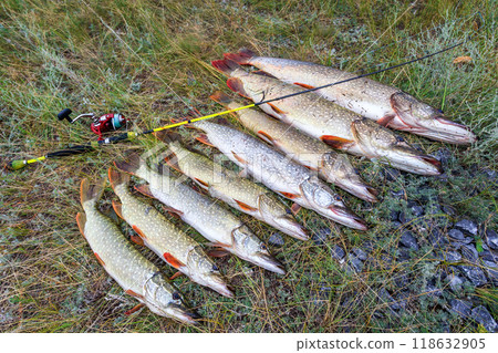 Fishing. Large pike in hands. Fishing. Large pike in hands. 118632905