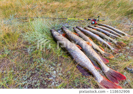 Fishing. Large pike in hands. 118632906