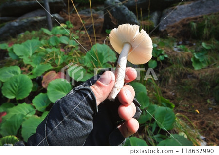 Blocked wild mushrooms on a green meadow Blocked wild mushrooms on a green meadow 118632990