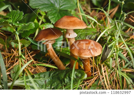 Blocked wild mushrooms on a green meadow Blocked wild mushrooms on a green meadow 118632997