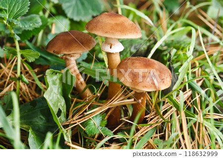 Blocked wild mushrooms on a green meadow 118632999