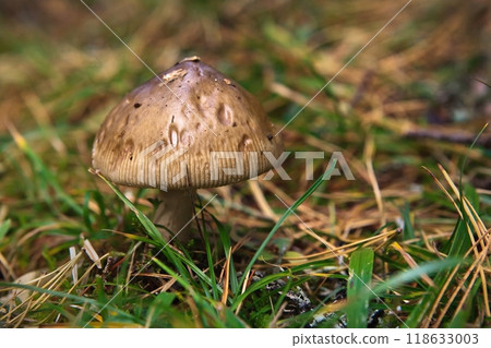 Blocked wild mushrooms on a green meadow Blocked wild mushrooms on a green meadow 118633003
