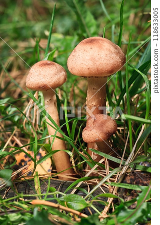 Blocked wild mushrooms on a green meadow 118633005