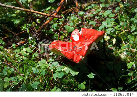 Blocked wild mushrooms on a green meadow 118633014