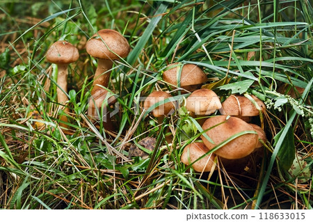 Blocked wild mushrooms on a green meadow Blocked wild mushrooms on a green meadow 118633015