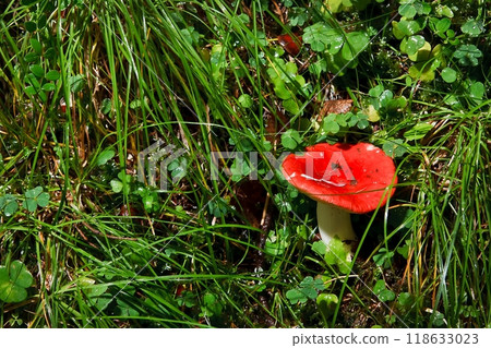 Blocked wild mushrooms on a green meadow 118633023