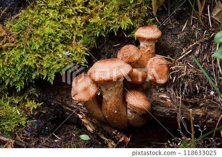 Blocked wild mushrooms on a green meadow Blocked wild mushrooms on a green meadow 118633025