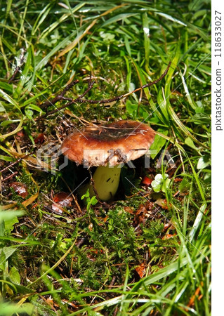 Blocked wild mushrooms on a green meadow Blocked wild mushrooms on a green meadow 118633027