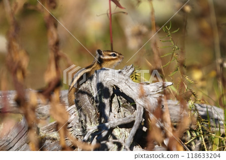 Small beautiful chipmunk in the forest on a tree 118633204