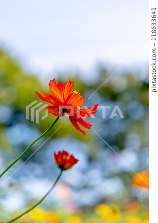 Red cosmos 118633641