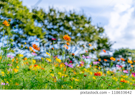 Colorful cosmos field 118633642