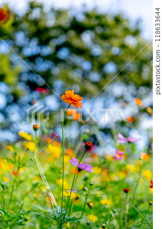 Orange cosmos Orange cosmos 118633644