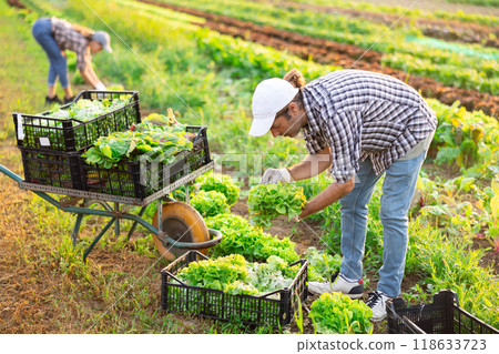 Adult man harvesting lettuce in field 118633723