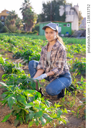 Woman works on plantation and performs work on cultivation of edible crops, peppers, haricot bean Woman works on plantation and performs work on cultivation of edible crops, peppers, haricot bean 118633752