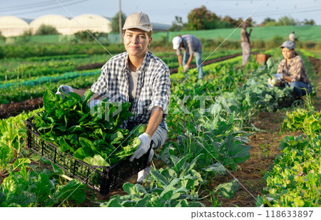 Girl works on plantation garden bed, cuts bunches of acelga and puts them in box for transportation 118633897