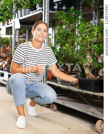Girl customer-onlooker curiously examines showcase exhibition with indoor evergreens ficus gingein. 118633982