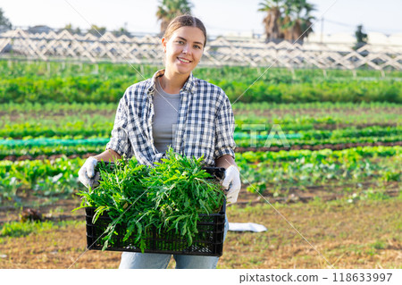 Girl works on plantation cuts bunches of salad arugula and puts them in box for transportation Girl works on plantation cuts bunches of salad arugula and puts them in box for transportation 118633997