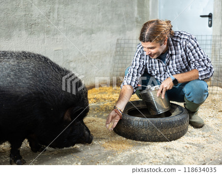Male farmer feeding black iberian pig in paddock at livestock farm 118634035