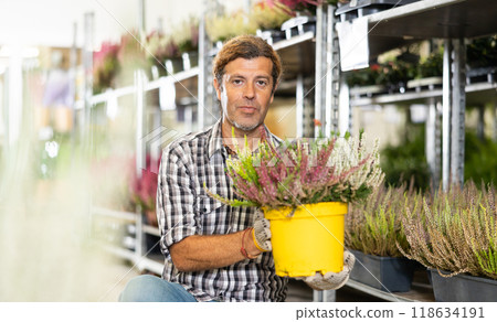 Experienced garden store salesman arranging blooming heather in pots 118634191