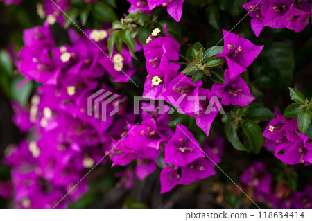 Purple flowers on blooming bougainvillea shrub 118634414