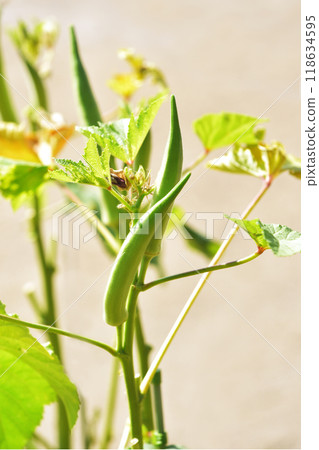 秋葵水果，健康蔬菜，夏季蔬菜，秋葵種植 118634595