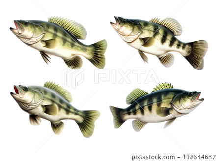 Four largemouth bass fish depicted in a realistic style, showcasing their different swimming poses and aggressive demeanor. Fish, Food, Underwater animals. 118634637