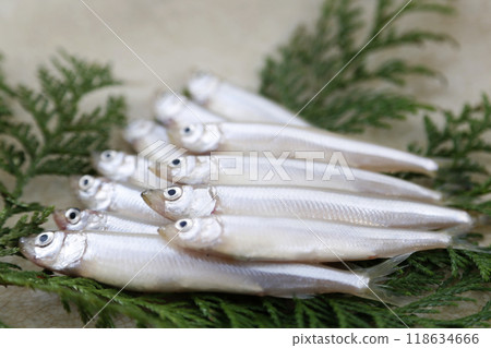 新鮮的若狹 118634666