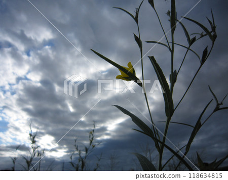 這張照片是傍晚在鄉村拍攝的。 這張照片是傍晚在鄉村拍攝的。 118634815