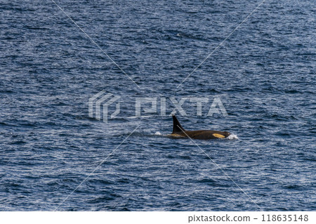 Killer whales in the Antarctic 118635148