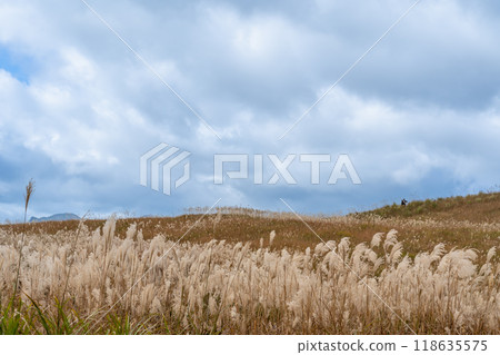 Silver grass growing on the Soni Plateau in autumn in Soni Village, Uda County, Nara Prefecture 118635575