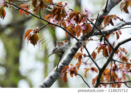A male New Zealand sparrow resting on a wild cherry tree A male New Zealand sparrow resting on a wild cherry tree 118635712
