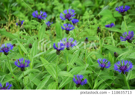 Purple cornflower Purple cornflower 118635713