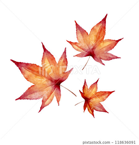Autumn leaves, autumn illustration, watercolor illustration 118636091