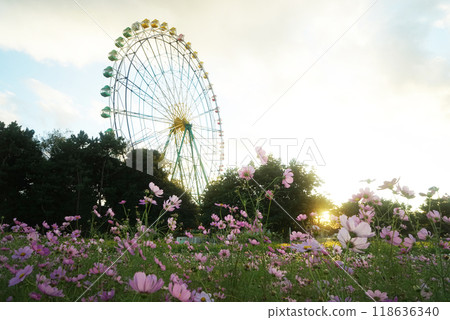 Cosmos and Ferris wheel 118636340