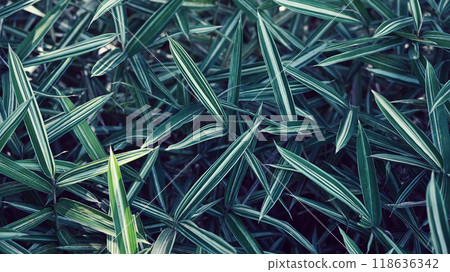 Bamboo leaf  118636342