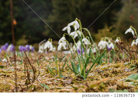 Spring landscape with the first flowers on the foreground in the mountains 118636719