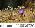 Spring landscape with the first flowers on the foreground in the mountains 118636720