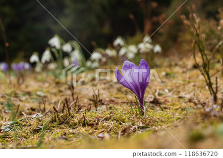 Spring landscape with the first flowers on the foreground in the mountains Spring landscape with the first flowers on the foreground in the mountains 118636720