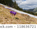 Spring landscape with the first flowers on the foreground in the mountains 118636721