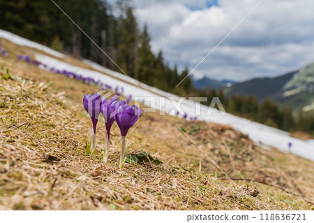 Spring landscape with the first flowers on the foreground in the mountains Spring landscape with the first flowers on the foreground in the mountains 118636721