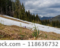 Spring landscape with the first flowers on the foreground in the mountains 118636732