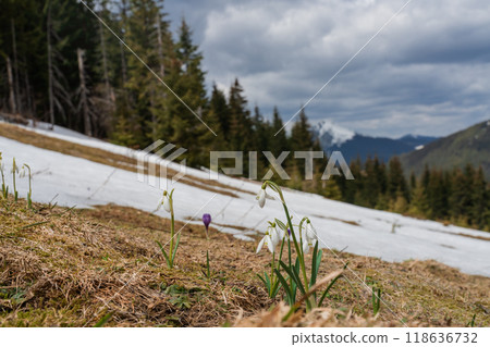 Spring landscape with the first flowers on the foreground in the mountains 118636732