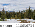 Beautiful spring landscape with pines and snow-covered mountains 118636734