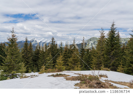 Beautiful spring landscape with pines and snow-covered mountains 118636734