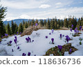 Beautiful spring landscape with snow and saffron flowers 118636736