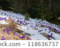 Beautiful spring landscape with snow and saffron flowers 118636737
