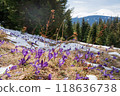 Beautiful spring landscape with snow and saffron flowers 118636738