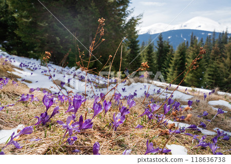 Beautiful spring landscape with snow and saffron flowers Beautiful spring landscape with snow and saffron flowers 118636738