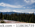 Beautiful spring landscape with snow and saffron flowers 118636739