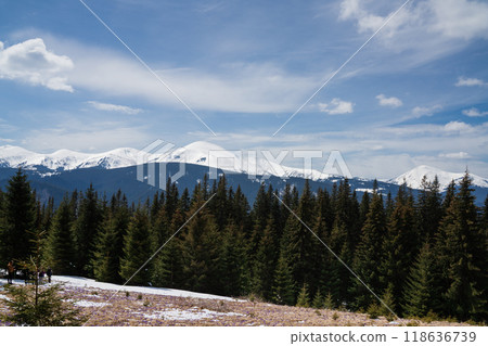 Beautiful spring landscape with snow and saffron flowers Beautiful spring landscape with snow and saffron flowers 118636739